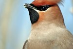 How to Take Care of Cedar Waxwing Baby Birds
