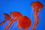 The Jellyfish's Ecosystem & Its Specific Habitat