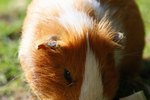 Guinea Pig Respiratory Illnesses