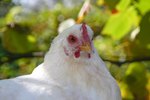 Poultry Artificial Insemination Techniques