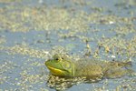 How to Care for Pet Bullfrogs