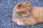 New York State Stray Cat Laws