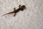 What Animals Prey on Geckos?