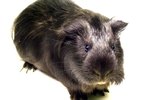 Lice Removal for Guinea Pigs
