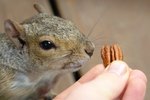 How to Get Rid of Flea Mites on Squirrels