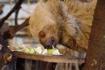 How Do Sloths Find Their Mates?