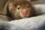 Illness in Hamsters