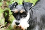 What Causes Mini Schnauzers to Have Diarrhea & Vomit Profusely?