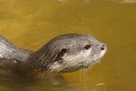 River Otters & Rabies