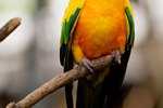 Sun Conure Courtship Behavior