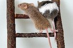 Why Do Pet Mice Need Wheels?