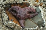 About Purple Starfish