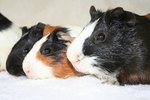 Toxic Woods for Guinea Pigs