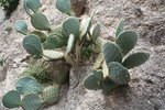 How to Care for an Eastern Fence Lizard