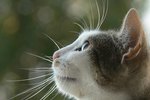 Alternatives to Antibiotics for Cat's UTI