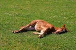 How to Install No-Climb Horse Fencing