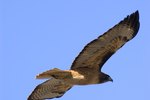 What Is the Difference Between Male & Female Red-Tailed Hawks?