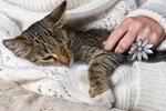 Homemade Skin Care for Cats