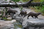 Life Span of River Otters