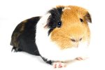 Do Guinea Pigs Rely on Sight?