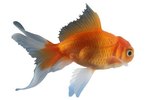 How to Distinguish a Fantail Goldfish From a Veiltail