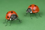 The Meanings of the Colors of Ladybugs