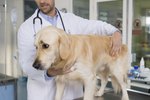 How to Treat Liver Disease in Dogs