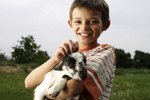 The Age to Wean Bottle-Fed Kid Goats