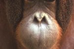 What Do Monkeys & Orangutans Have in Common?