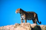 What Do Sonoran Desert Jaguars Eat?
