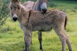 How to Care for a Baby Donkey