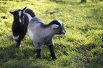 Homemade Milk Replacer for Goats