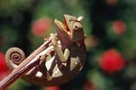 Types of Signals Sent by Chameleon Color Change