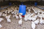 Are Pine Wood Shavings Bad for Chickens?