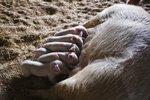 Pregnancy in a Potbellied Pig
