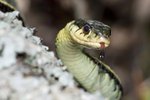 Endangered Snakes List