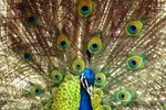 What Is the Behavior of a Peacock?