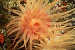 Sea Anemone Care in a Tank