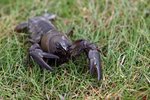 Crayfish Mounds