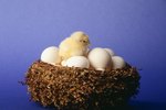 Do Chickens Have to Copulate for an Egg to Hatch?