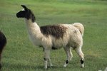 What Is the Habitat of a Llama?