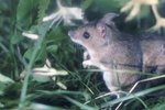 How Often Do Wild Mice Need to Eat?
