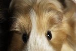 Puffy Cheeks in a Guinea Pig