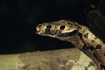 Boa Constrictor Feeding Guide