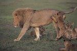 Adaptations That Lions Use to Care for Their Young
