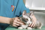 What Happens When a Cat is Neutered?