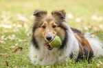 Skin Disorders of Shetland Sheepdogs