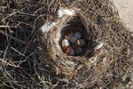 Can You Move a Bird's Nest With Baby Birds in It?