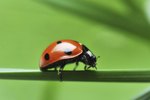 What Do Pet Ladybugs Eat?