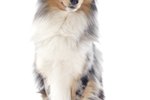 How to Trim & Groom a Sheltie